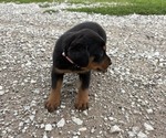 Small #3 Bernese Mountain Dog-Rottweiler Mix