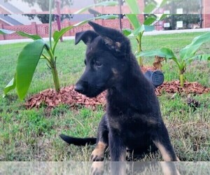 German Shepherd Dog Puppy for sale in FORT SMITH, AR, USA