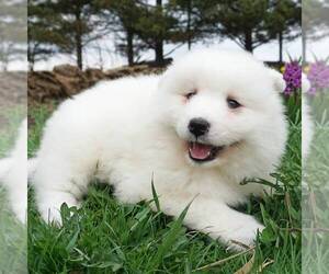 Samoyed Puppy for sale in THORP, WI, USA