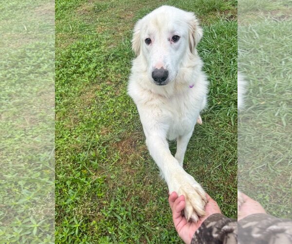 Medium Photo #10 Great Pyrenees-Unknown Mix Puppy For Sale in Houston, TX, USA