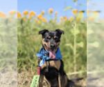 Small #1 Labrador Retriever Mix