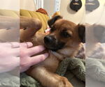Small #6 Mutt