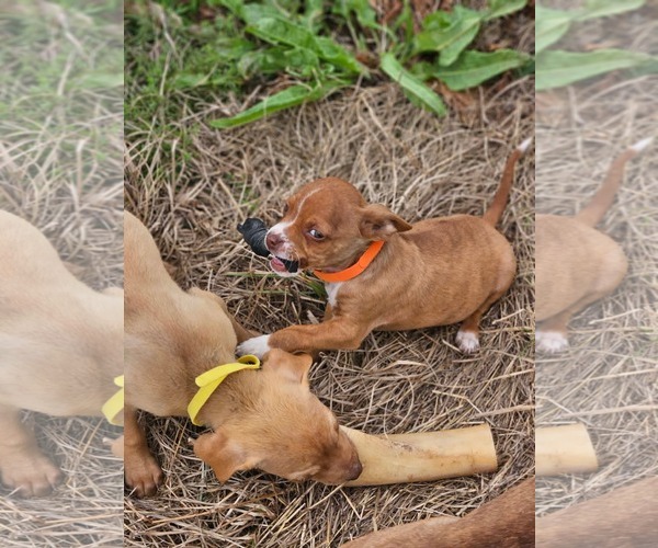 Medium Photo #3 Boston Huahua Puppy For Sale in Wakefield, RI, USA