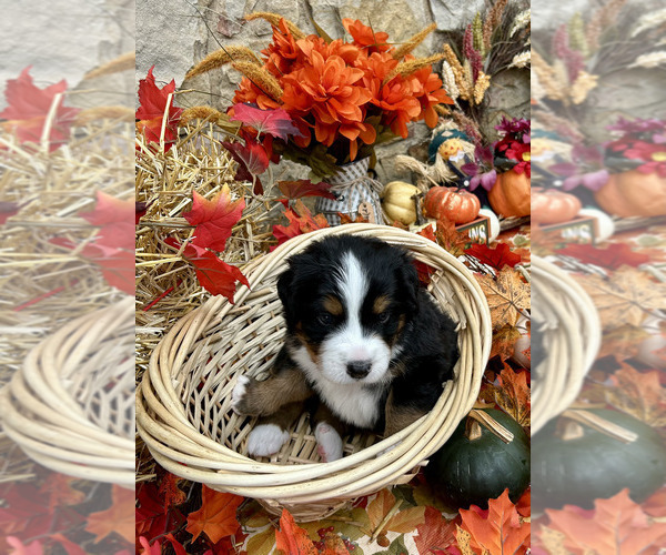 Medium Photo #2 Bordernese Puppy For Sale in LATROBE, PA, USA