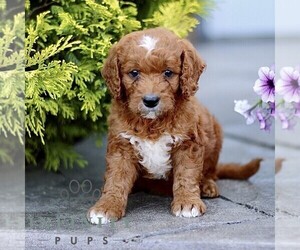 Goldendoodle (Miniature) Puppy for sale in LANCASTER, PA, USA
