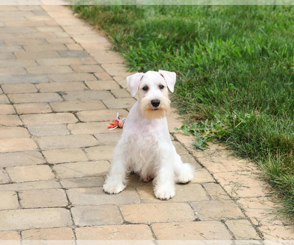Medium Photo #3 Schnauzer (Miniature) Puppy For Sale in SYRACUSE, IN, USA