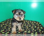 Small Photo #3 Yorkshire Terrier Puppy For Sale in PATERSON, NJ, USA