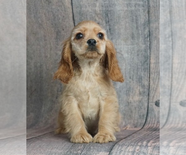 Medium Photo #2 Cocker Spaniel Puppy For Sale in WARSAW, IN, USA