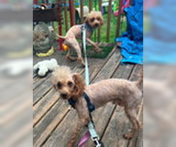 Medium Photo #7 Poodle (Miniature)-Unknown Mix Puppy For Sale in Hinckley, IL, USA