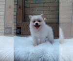 Small Photo #16 Pomeranian Puppy For Sale in CARTHAGE, TX, USA