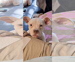 Small Bulldog Mix