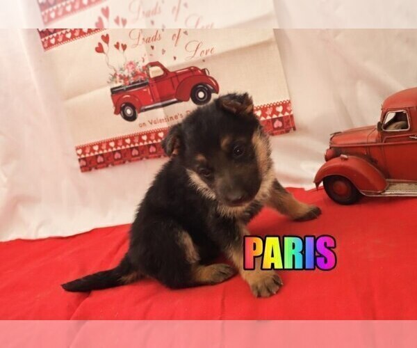 Medium Photo #4 German Shepherd Dog Puppy For Sale in jasper, AR, USA