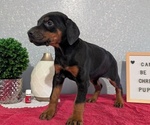 Small #3 Doberman Pinscher