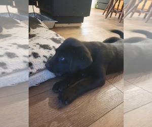 Labrador Retriever Puppy for sale in APPOMATTOX, VA, USA