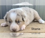 Small Photo #8 Australian Shepherd Puppy For Sale in LYNN, IN, USA