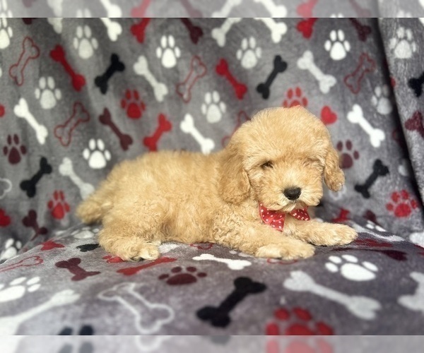 Medium Photo #4 Cock-A-Poo Puppy For Sale in LAKELAND, FL, USA