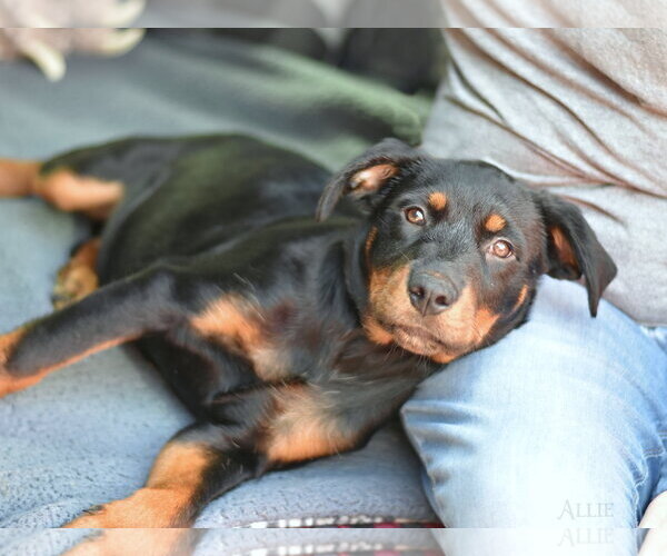 Medium Photo #2 Labrador Retriever-Unknown Mix Puppy For Sale in The Woodlands, TX, USA