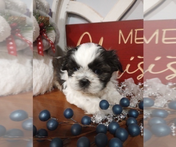 Medium Photo #2 Shih Tzu Puppy For Sale in ALLENSVILLE, KY, USA