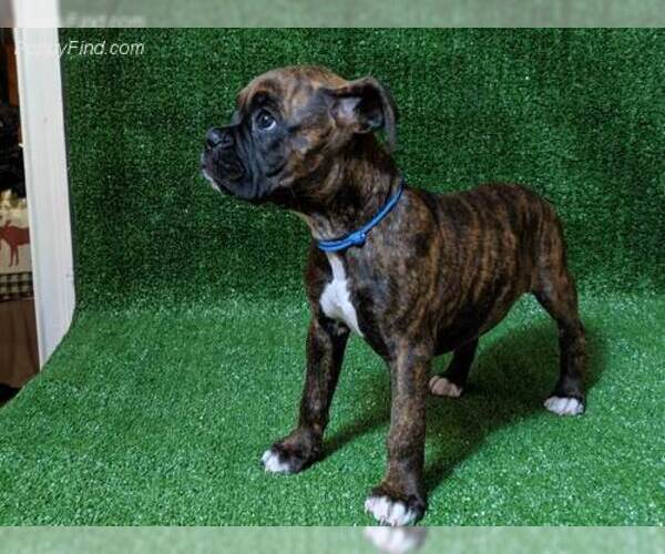 Medium Photo #2 Boxer Puppy For Sale in NEW PORT RICHEY, FL, USA
