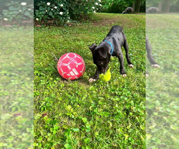 Medium Photo #1 American Pit Bull Terrier-Labrador Retriever Mix Puppy For Sale in Germantown, OH, USA