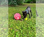 Small American Pit Bull Terrier-Labrador Retriever Mix