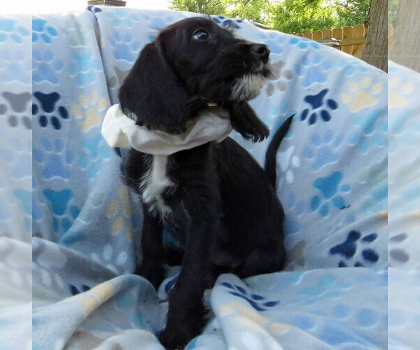 Medium Photo #2 Golden Retriever Puppy For Sale in Grovertown, IN, USA