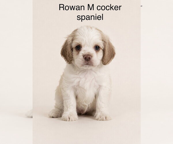 Medium Photo #1 Cocker Spaniel Puppy For Sale in Studio City, CA, USA