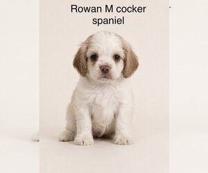 Cocker Spaniel Dogs for adoption in Studio City, CA, USA