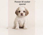 Small Cocker Spaniel