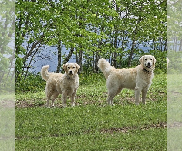 Medium Photo #1 English Cream Golden Retriever Puppy For Sale in SODDY DAISY, TN, USA
