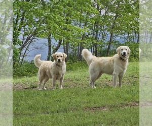 English Cream Golden Retriever Litter for sale in SODDY DAISY, TN, USA