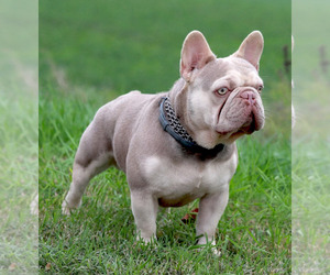 Father of the French Bulldog puppies born on 04/06/2025
