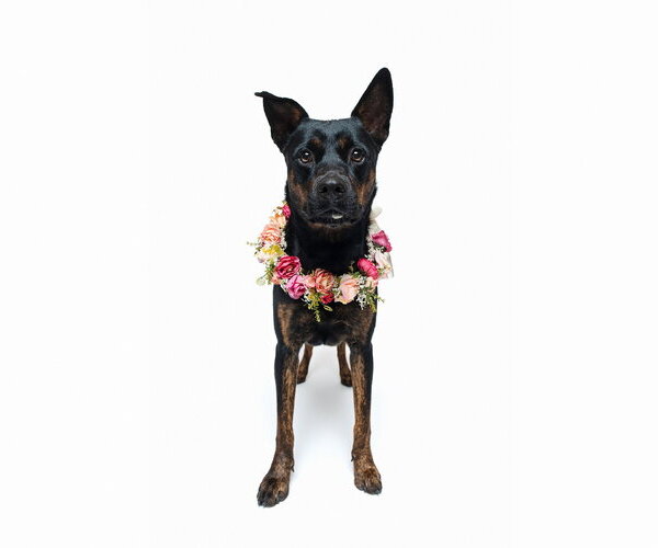 Medium Photo #3 Mutt Puppy For Sale in Houston, TX, USA
