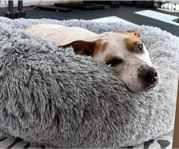 Medium Photo #19 Mutt Puppy For Sale in Boonton, NJ, USA