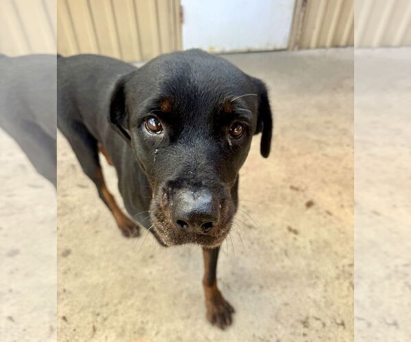 Medium Photo #4 Rottweiler Puppy For Sale in Houston, TX, USA
