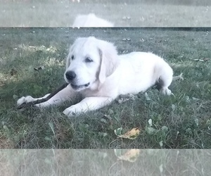 English Cream Golden Retriever Puppy for sale in FREDERICKSBG, OH, USA