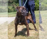 Small #2 Plott Hound Mix