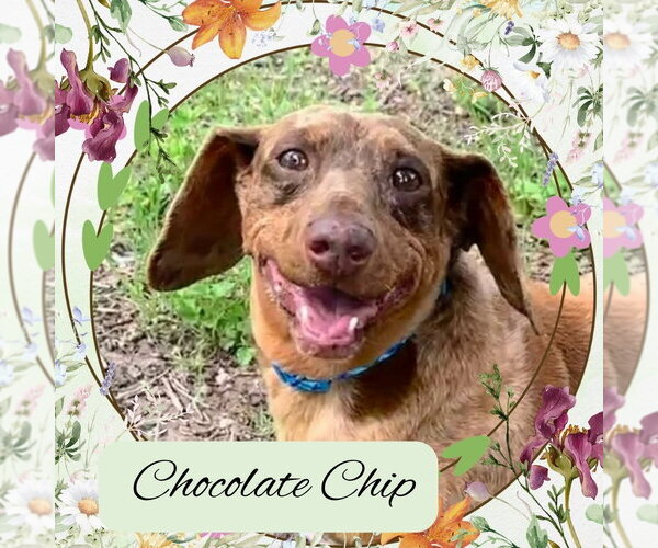 Medium Photo #1 Dachshund Puppy For Sale in San Antonio, TX, USA