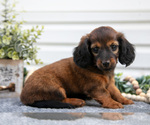 Small Photo #12 Dachshund Puppy For Sale in ELIZABETHTOWN, PA, USA