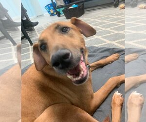 American Pit Bull Terrier-Doberman Pinscher Mix Dogs for adoption in Spotsylvania, VA, USA