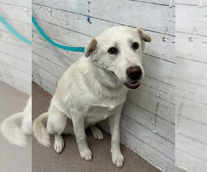 German Shepherd Dog-Unknown Mix Dogs for adoption in San Bernardino, CA, USA