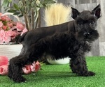 Small #3 Schnauzer (Miniature)