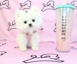 Small Photo #17 Pomeranian Puppy For Sale in LAS VEGAS, NV, USA