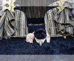 Small Photo #2 Shih Tzu Puppy For Sale in HAYWARD, CA, USA