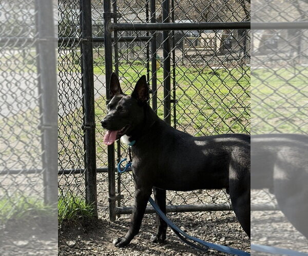 Medium Photo #5 Labrador Retriever-Unknown Mix Puppy For Sale in Elmsford, NY, USA