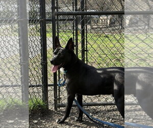 Mowgli - Male Labrador Retriever-Unknown Mix Dog for Adoption - Photo #5