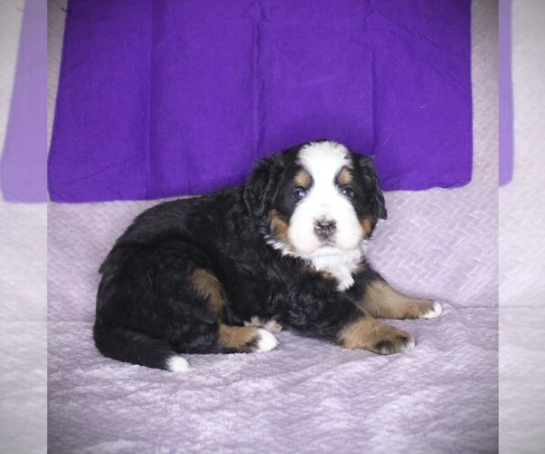 Medium Photo #4 Bernese Mountain Dog Puppy For Sale in BAYARD, NE, USA