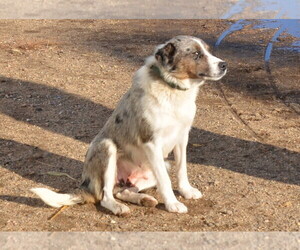 Mother of the Border-Aussie puppies born on 09/29/2022