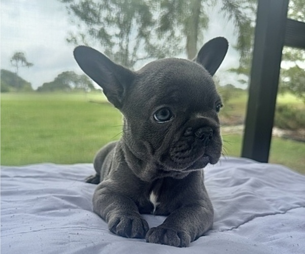 Medium Photo #6 French Bulldog Puppy For Sale in VALRICO, FL, USA