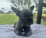 Small #5 French Bulldog